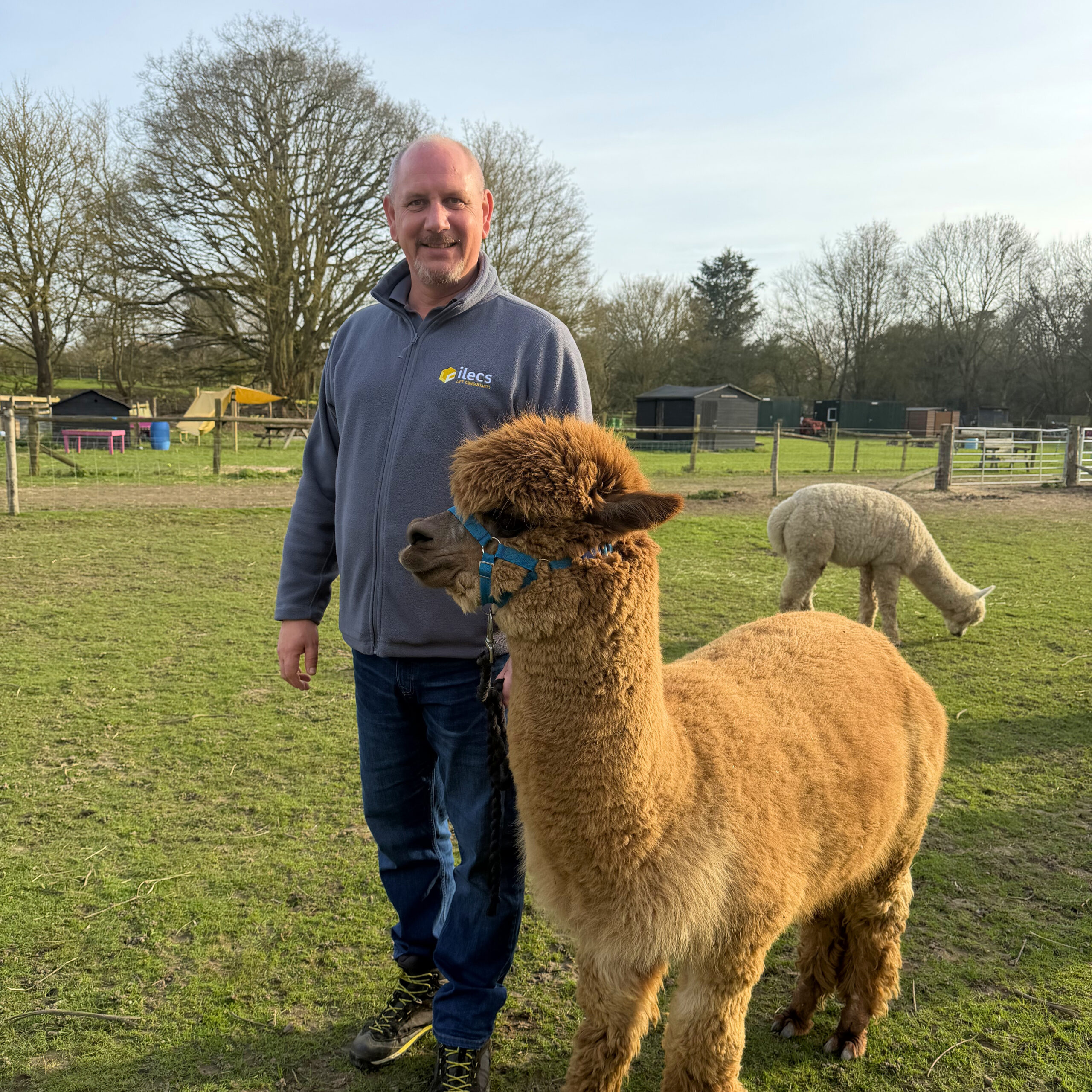 ILECS Donation Helps Dedham Therapy Farm Welcome New Alpaca ‘Jeff’